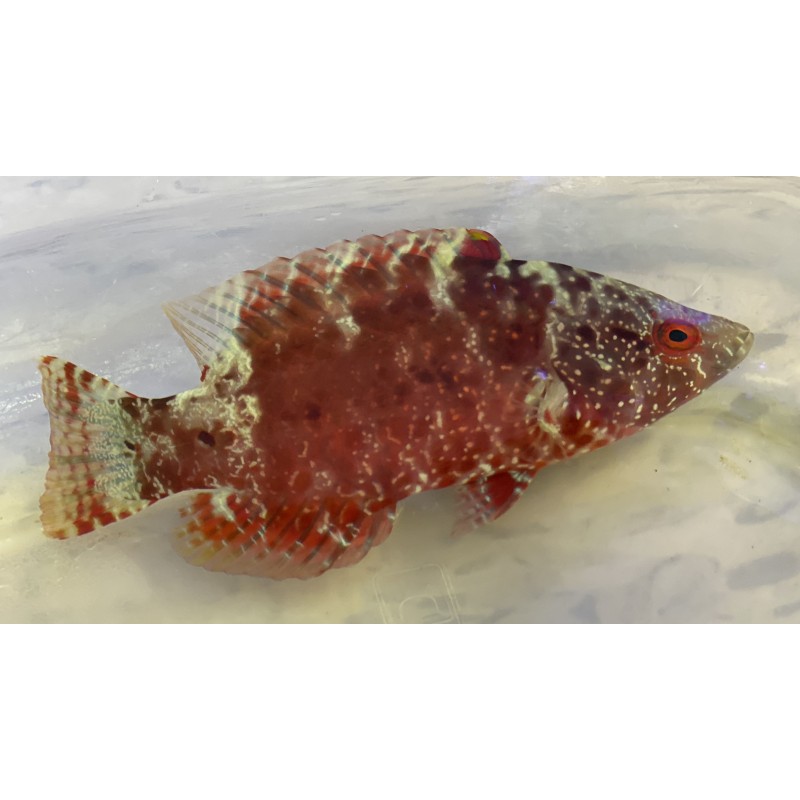 Long Jaw Wrasse-Red (Pteragogus flagellifer)