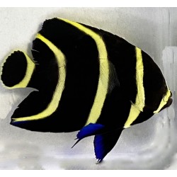 French Angelfish (Pomacanthus paru)