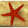 Red Fromia Starfish (Fromia milleporella)