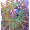 Green Long Tentacle Anemone