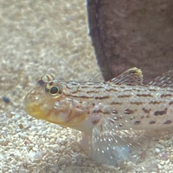 Ornate Goby Istigobius ornatus sideview