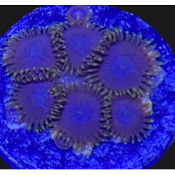 Purple Hearts Zoanthid N2-3-6i