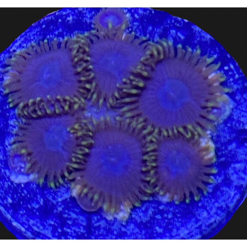 Purple Hearts Zoanthid N2-3-6i