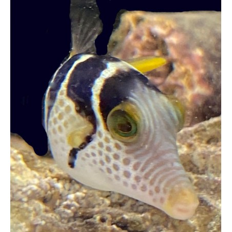 Salty Underground: Valentini puffer (canthigaster valentini)