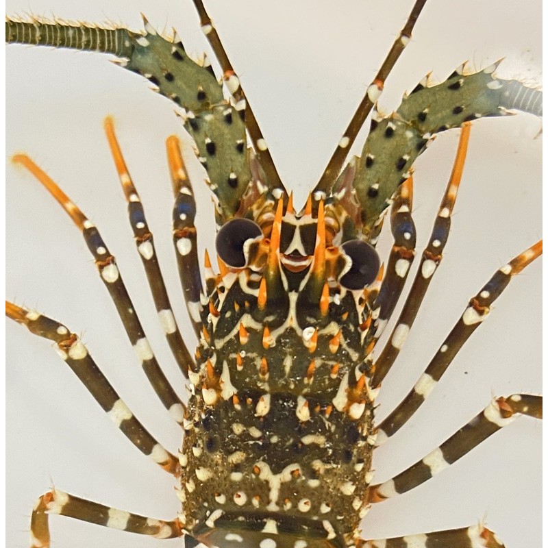 Salty Underground: Spanish spotted lobster (Panulirus guttatus)