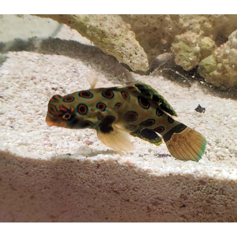 spotted mandarin goby