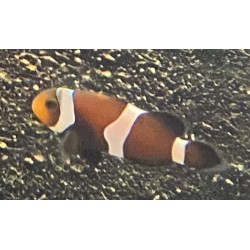 Black and white ocellaris clownfish