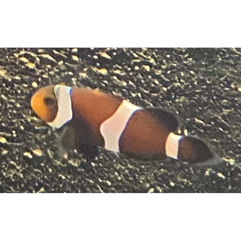 Black and white ocellaris clownfish