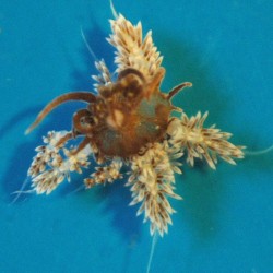 0.25 inch berghia nudibranch        50 berghia