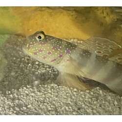 Pink blue spot watchman goby (cryptocentrus leptoceph)