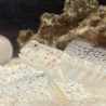 Pink blue spot watchman goby (cryptocentrus leptoceph) white