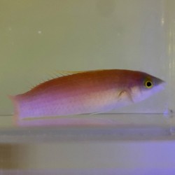 Pencil Candy Wrasse Female (Pseudojuloides cerasinus)