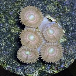 Pink Lady Zoanthid N3-3-8B