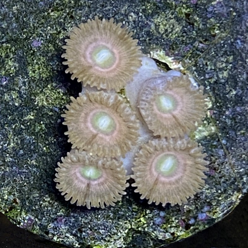 Pink Lady Zoanthid N3-3-8B