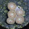 Pink Lady Zoanthid N3-3-8B