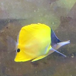 Yellow Longnose Butterflyfish (Forcipiger flavissimus)