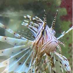 Volitan Lionfish (Pterois volitans)