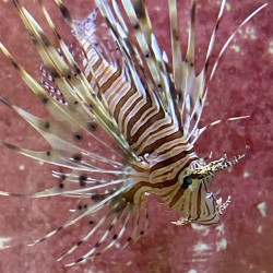 Volitan Lionfish (Pterois volitans) topdown