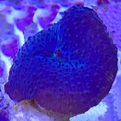 Purple Blue Rhodactis Mushroom