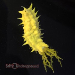 Yellow Sea Cucumber (Cucumaria Miniata)