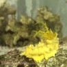 Yellow Sea Cucumber (Cucumaria Miniata) 3