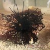 Long Spine Urchin (Diadema setosum) 3