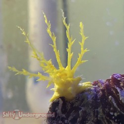 Yellow Sea Cucumber (Cucumaria Miniata) 4