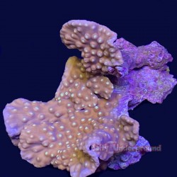 Yellow Tubinaria Cup Coral