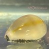 Ring Top Cowrie Snail