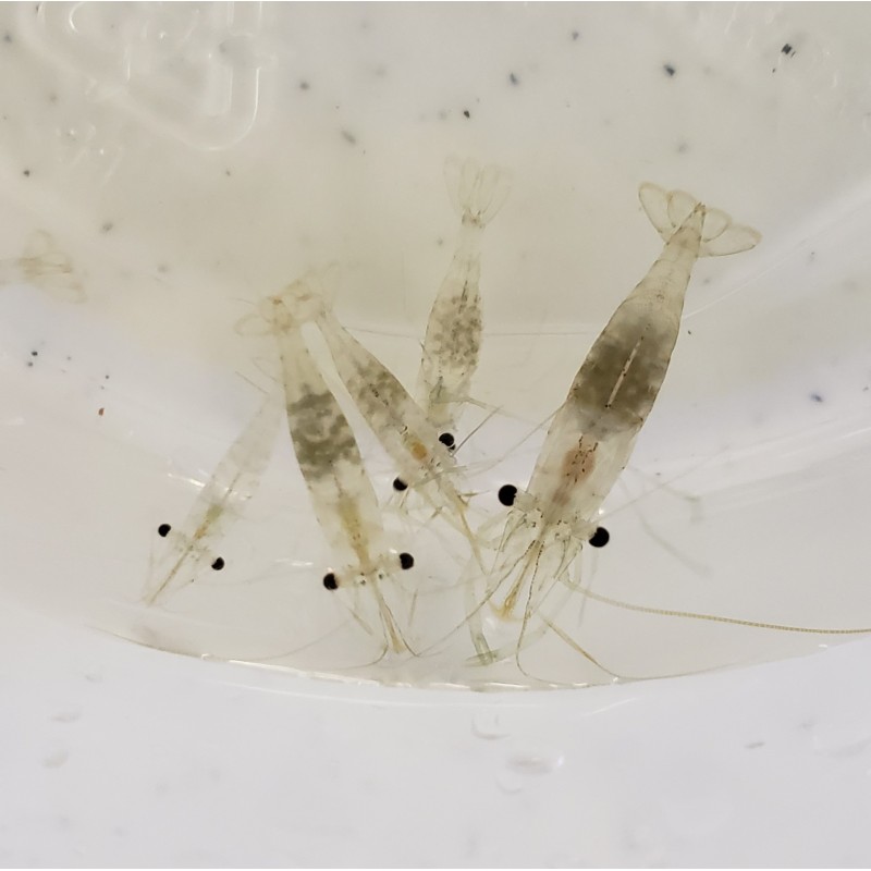 Feeder - Ghost Shrimp – Carolina Aquatics