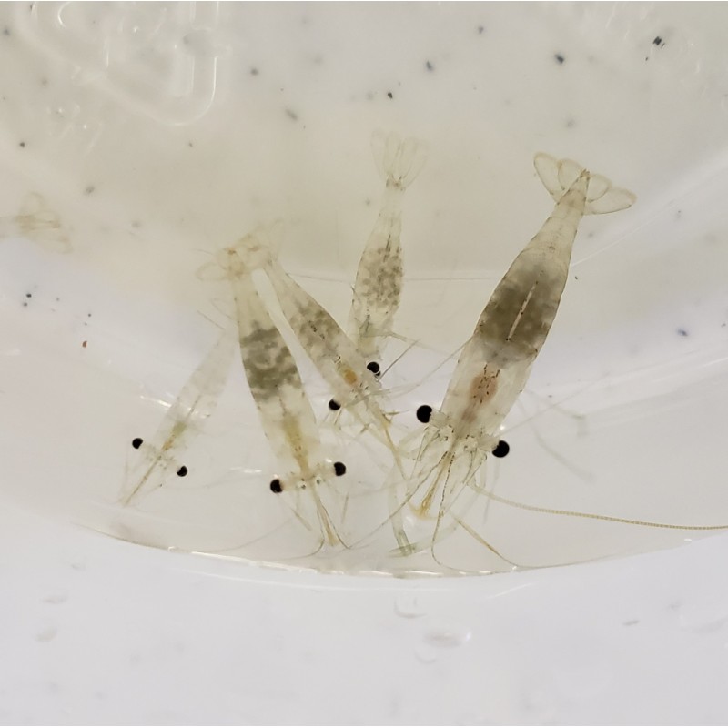 saltwater feeder shrimp for sale