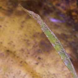 Alligator Pipefish Syngnathoides Biaculeatus