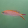 Princess Anthias (Pseudanthias smithvanizi)