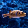 dog face puffer from Freepik photo credit wirestock