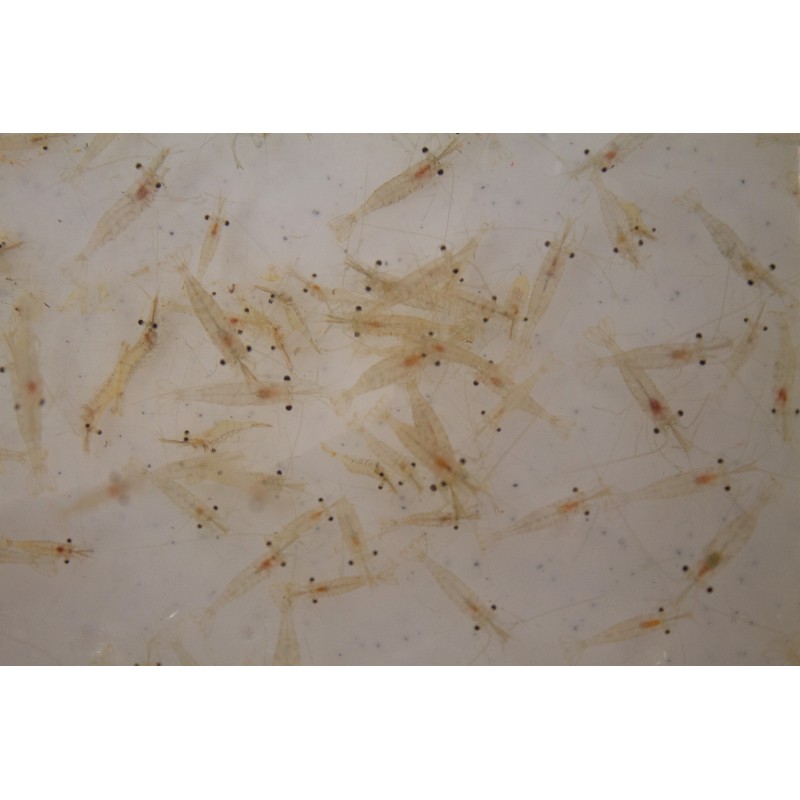 Marine feeder shrimp best sale