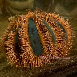 Tuxedo Urchin Red (Mespilia globulus)