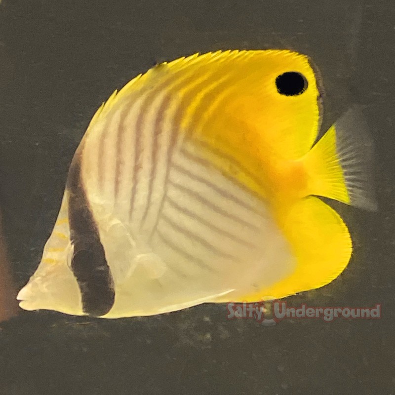 Threadfin Butterflyfish (Chaetodon auriga)