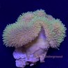 Aquacultured Neon Green Toadstool Leather Coral Piece