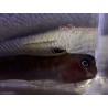 Black Widow Blenny (Ecsenius sp.)