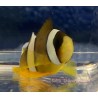 Clarkii Clownfish (Amphiprion Clarkii)
