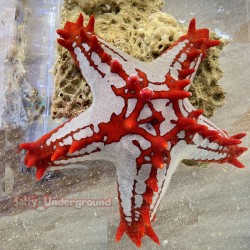 Red Knob Starfish...