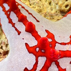 Red Knob Starfish (Protoreaster linckii)