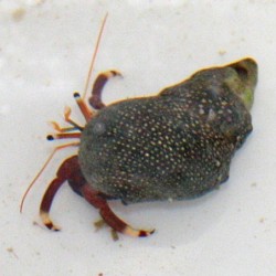 Mexican Red Leg Hermit Crab (Paguristes sp.) 2