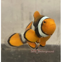 Percula Clownfish-Captive...