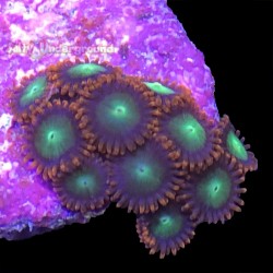 Goblin Fire Zoanthid 10-14 Polyps