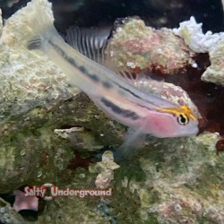 red cap goby full