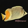 Pearlscale Butterflyfish (Chaetodon xanthurus)