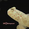 Pink Spot Watchman Goby (Cryptocentrus Leptoceph)