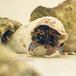 Blue Legged Hermit Crab (Clibanarus tricolo)