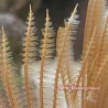 Feather Duster (sabellastarte magnifica) close up